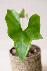 Anthurium pterodactyl